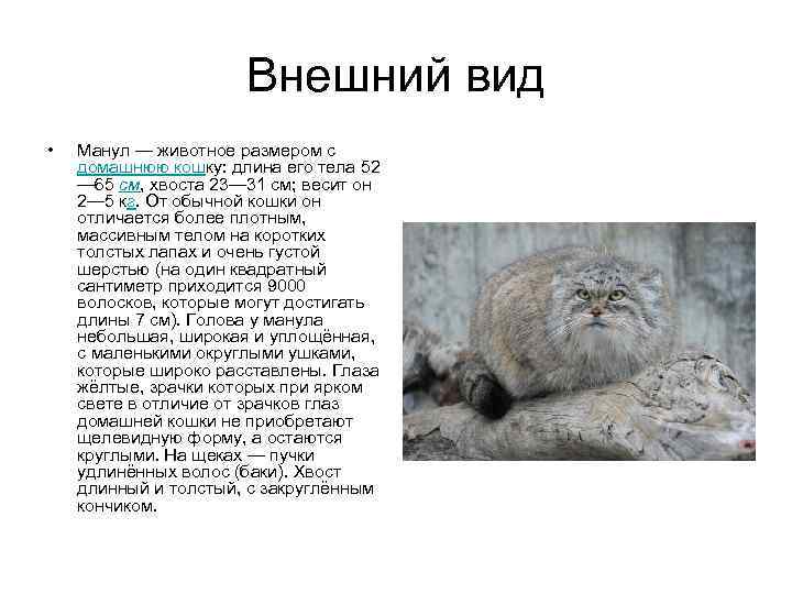 Варианты содержания кота манула в домашних условиях: размеры и вес, породы