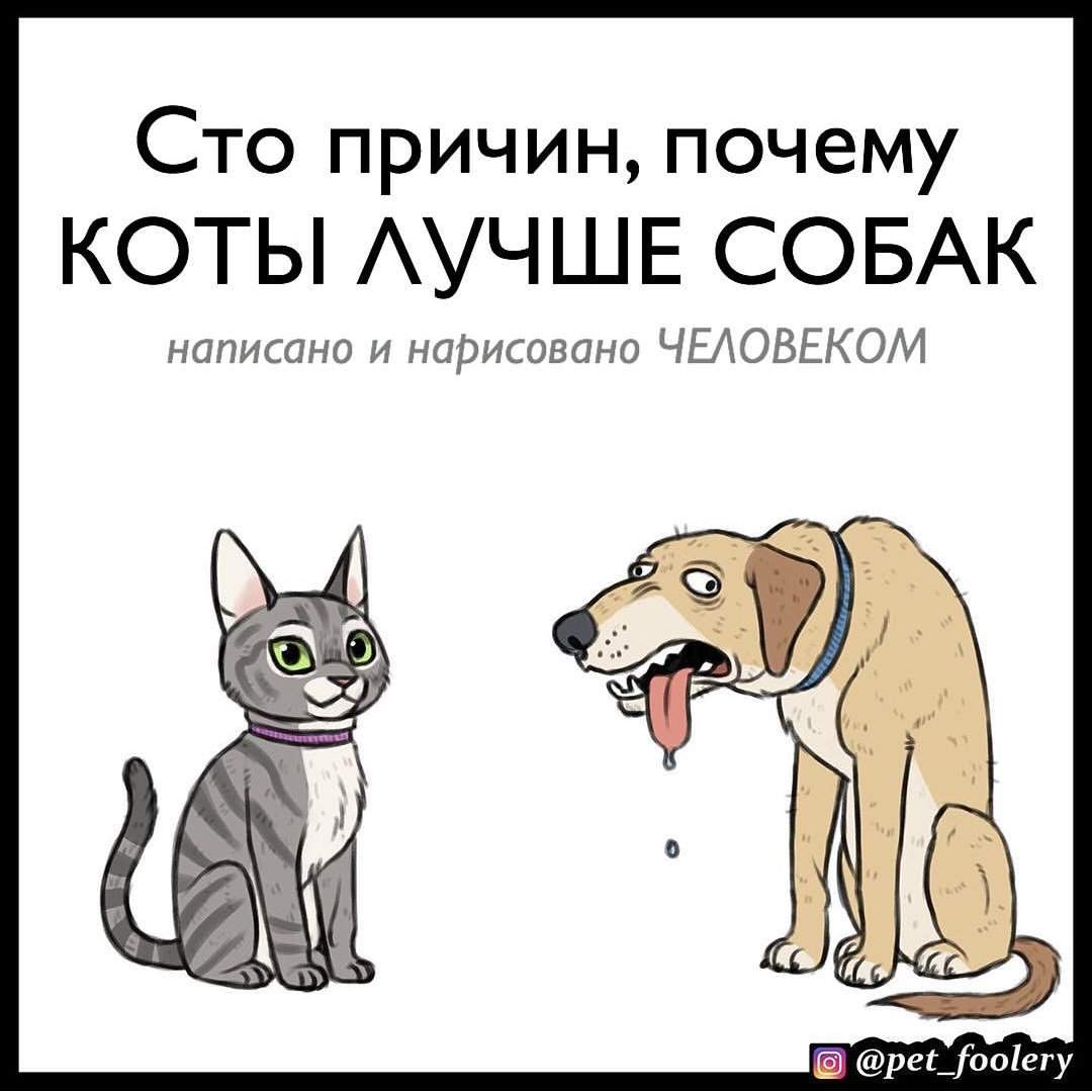 Кого выбрать — кошку или собаку?