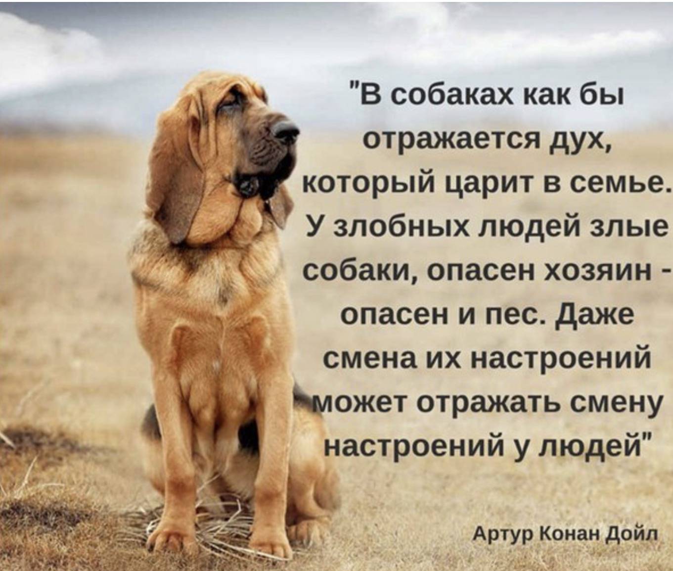 Цитаты о собаках ... чтобы ваш английский не пошел насмарку! ⋆ speakingo