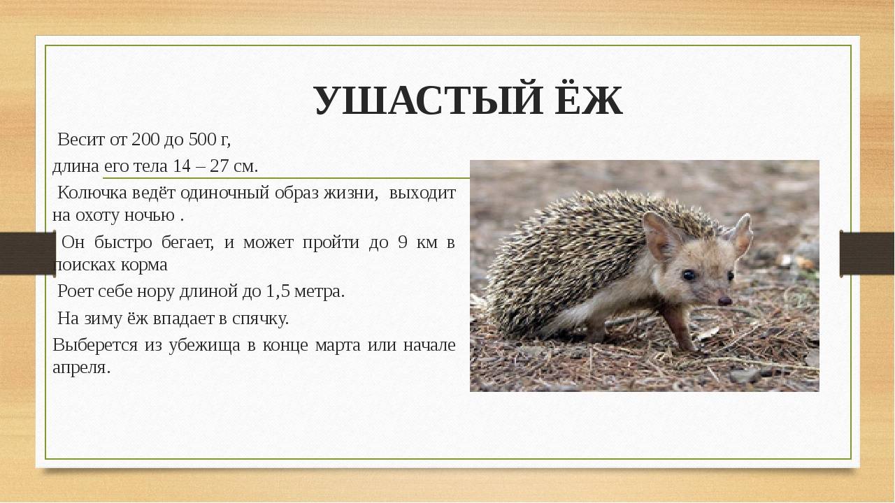 Ушастые ежи мои симпатичные домашние питомцы