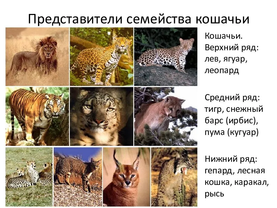 Кошачьи