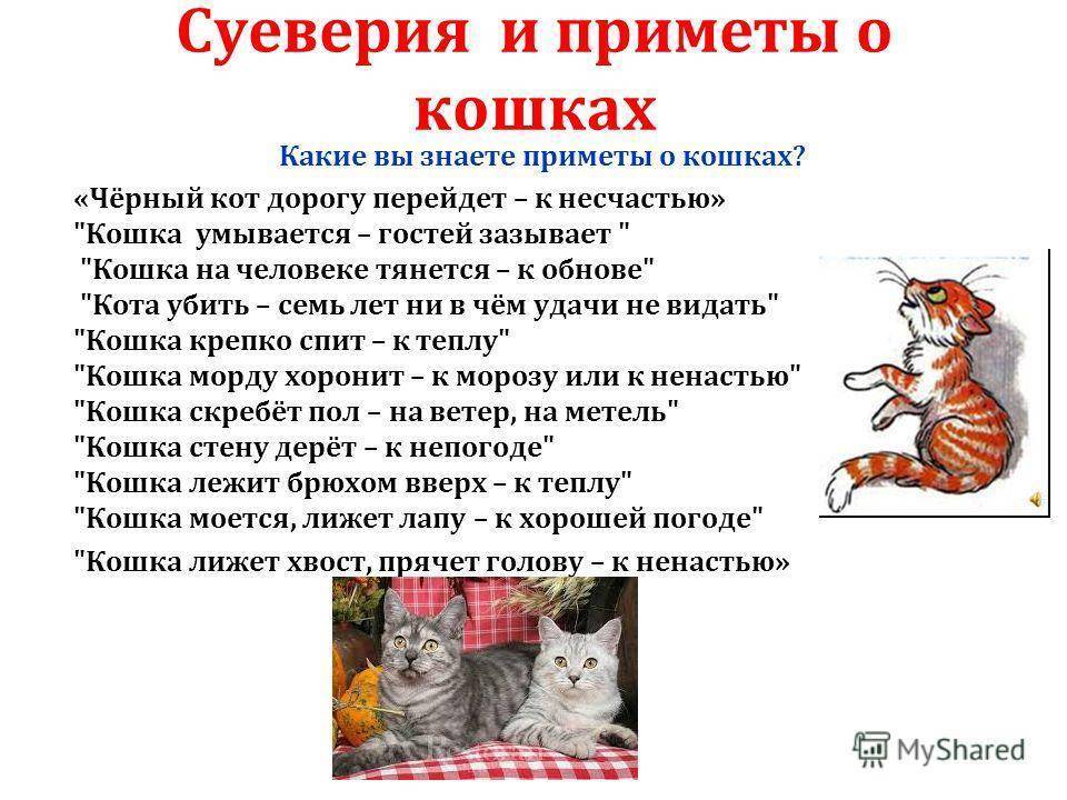 Почему кошки спят на человеке