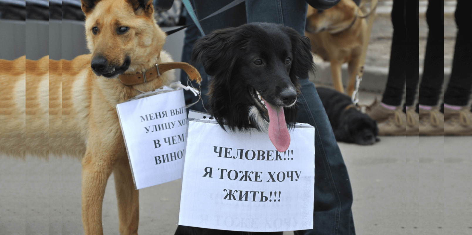 В минприроды сосчитали бездомных собак и кошек