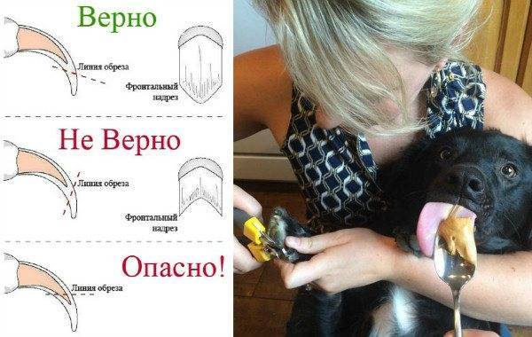 Как подстричь когти щенку – практические советы и рекомендации к процедуре