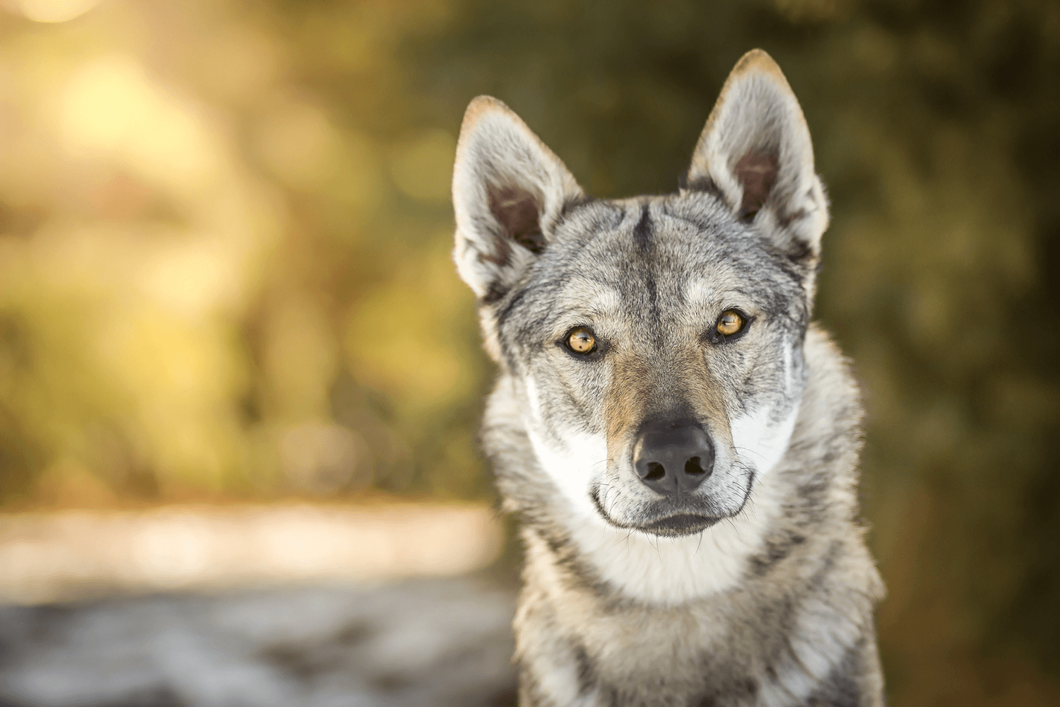 Чехословацкая волчья собака, или чешский влчак: фото и описание породы, содержание и уход