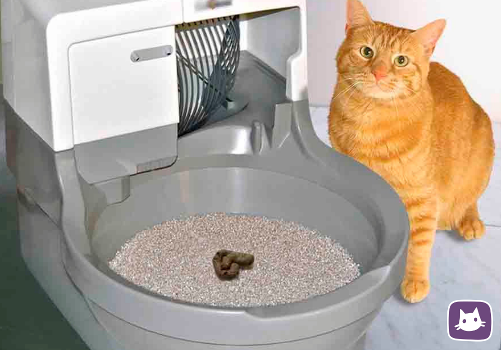 Сколько раз котенок ходит по большому. Кошачий наполнитель Кэт литтер. Cclean Cat лоток. Catgenie 120. Туалет для кошек.