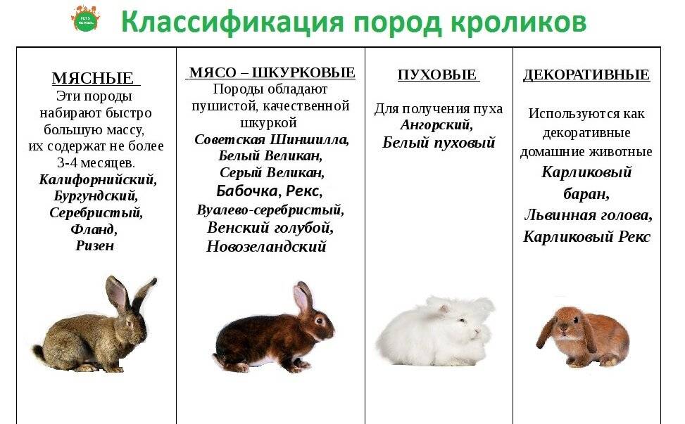 Сколько крольчат обычно рожает крольчиха: описание процесса рождения
