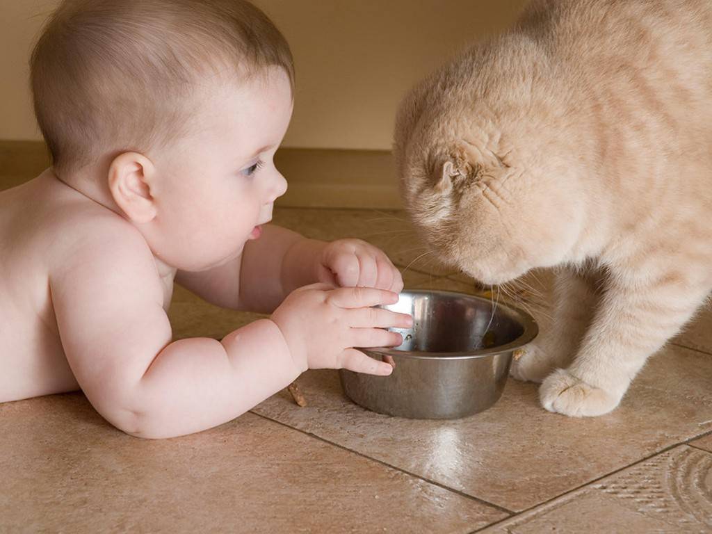 Съесть бутылочку. Смешные дети. Для детей. Животные. Кот для детей. Ребенок ест из миски.