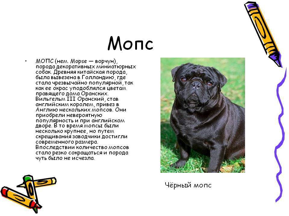 Мопс собака. описание, особенности, уход и содержание мопса | живность.ру
