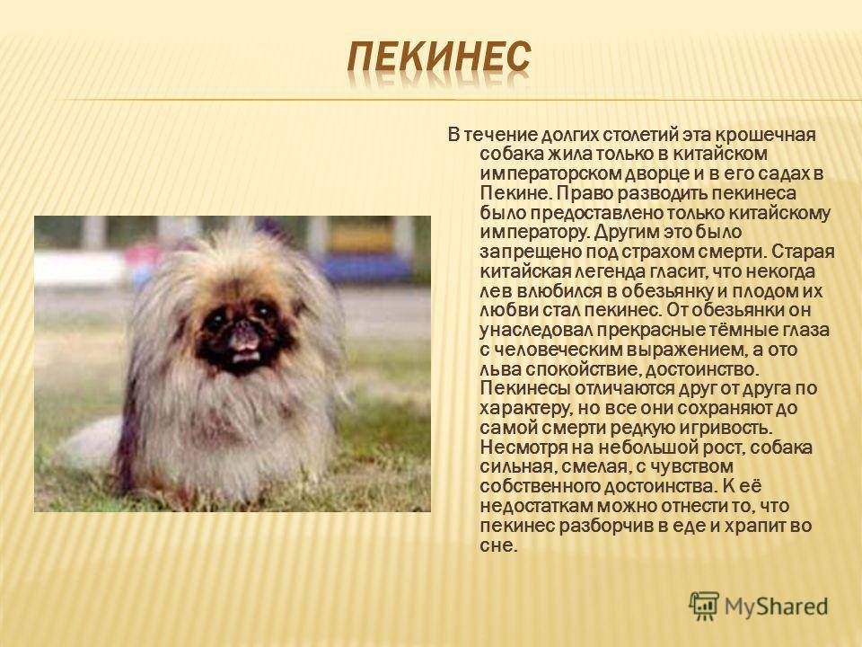 Собаки породы пекинес: здоровье, особенности содержания | блог ветклиники "беланта"