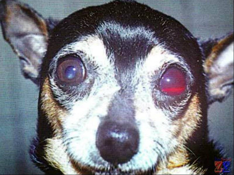 Глаукома у собак и кошек – статья о лечении животных ивц мва