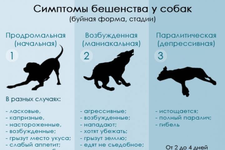 Бешенство у кошки признаки и симптомы