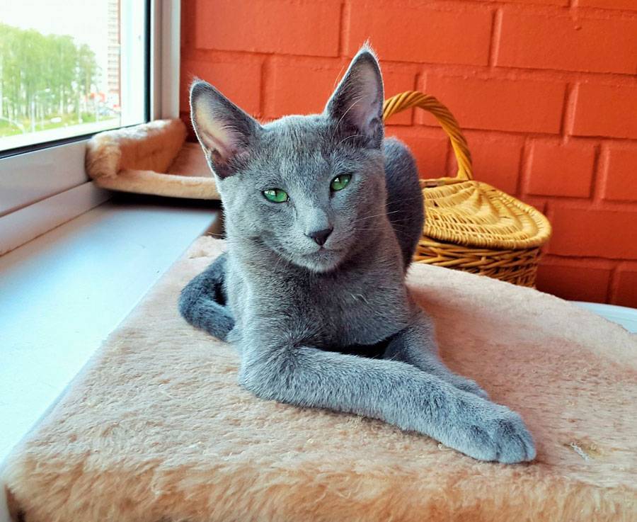 Русские голубые кошки: описание породы, характер, здоровье