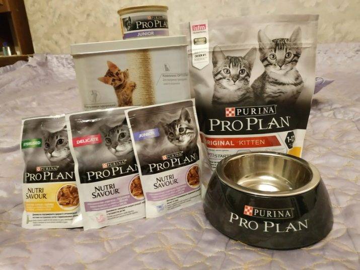 Какие существуют корма для кошки и котенка от фирмы пурина проплан
