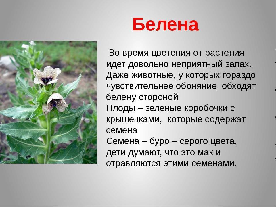 6 способов отучить любимца есть цветы и горшечные растения