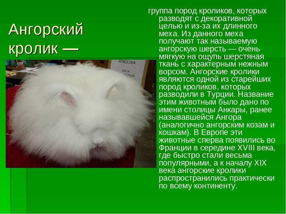 Ангорская морская свинка: описание, особенности и фото породы