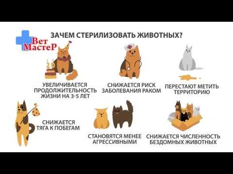 Кастрация кота, кошек: в каком возрасте кастрируют, стерилизуют британских котов, плюсы | минусы, подготовка, уход