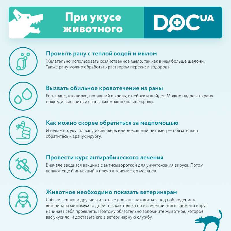 Что делать если вас укусила кошка: первая помощь, обработка раны, стоит ли ехать к врачу