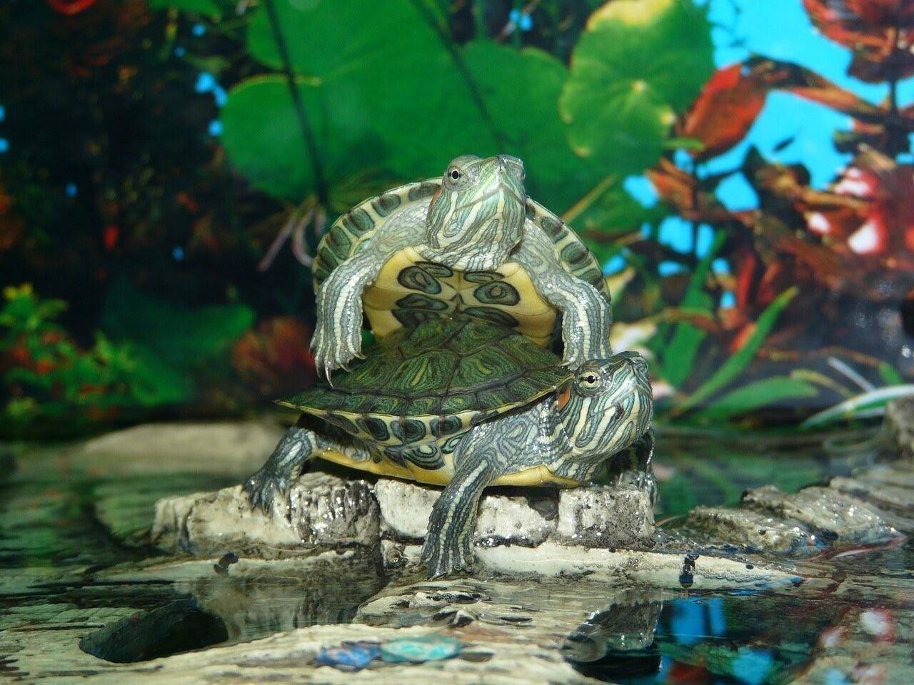 Красноухая черепаха. Аквариумная черепаха красноухая. Красноухие Черепашки. Черепаха водная красноухая. Водяная домашняя черепаха
