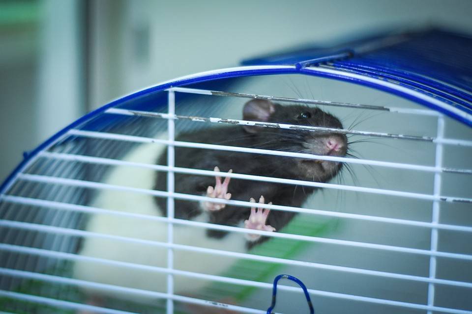 Cтоимость домашних крыс в зоомагазинах и на рынках