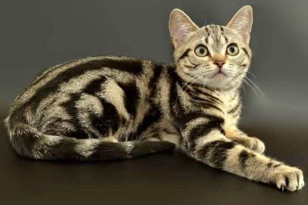 Американские породы кошек — кошки родом из сша