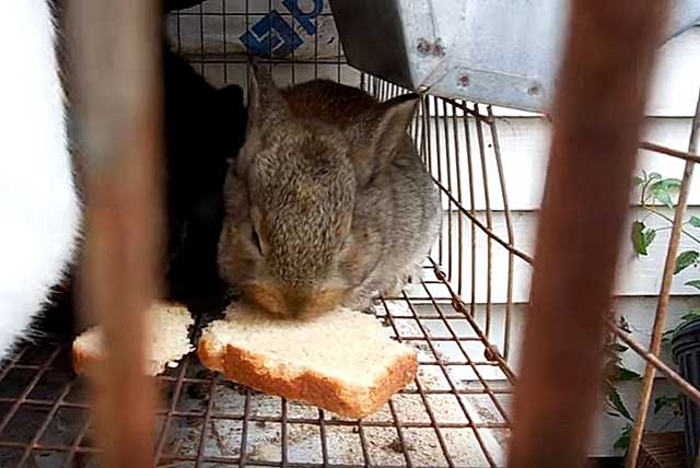 ✅ можно ли кролику давать хлеб: польза и вред, как правильно добавлять в рацион