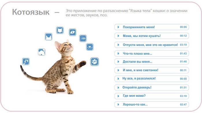 Любят ли кошки музыку? какую музыку любят кошки? | котоведение | дзен