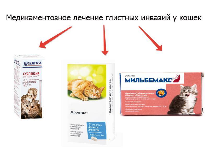 Что можно дать кошке от глистов? топ 11 препаратов для лечения гельминтоза