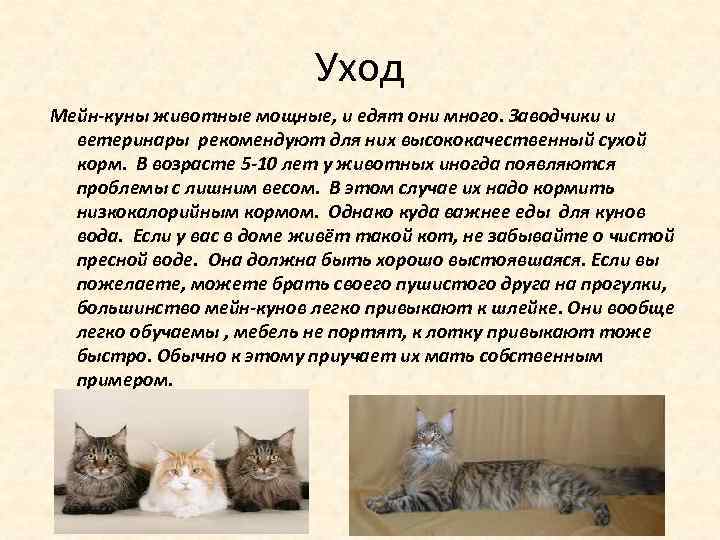 Питание мейн куна - сaramelcat