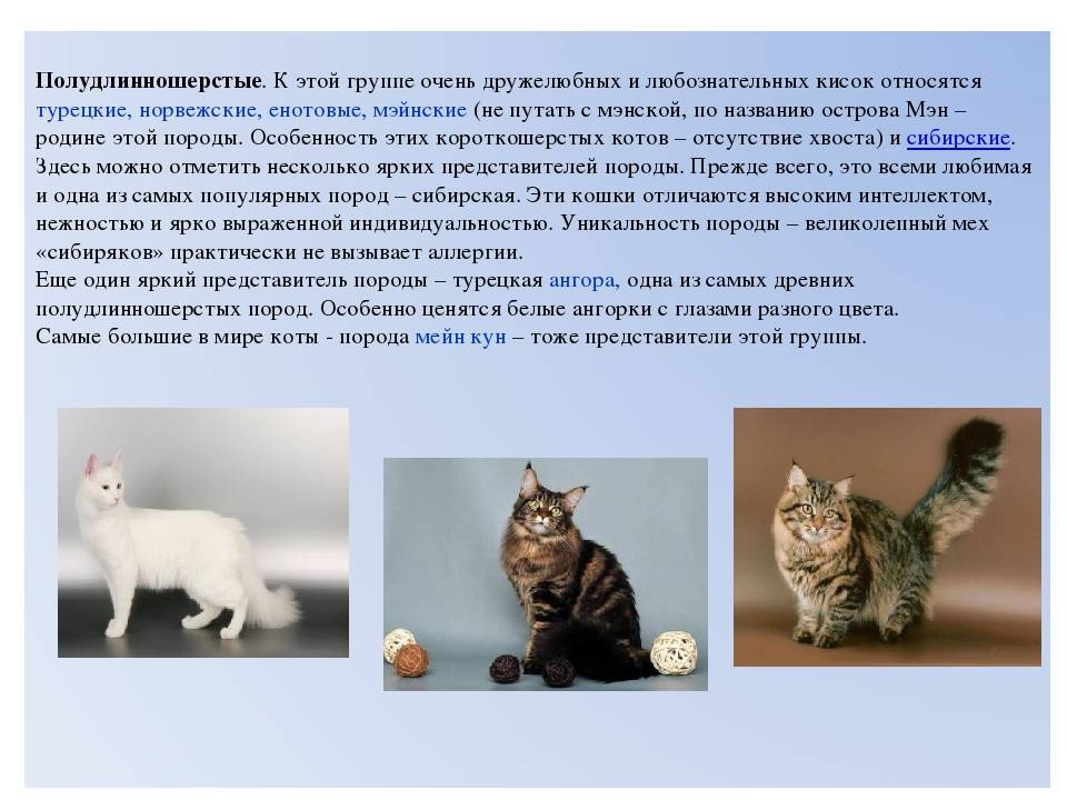 Анатолийская кошка: описание породы, характер, фото | кот и кошка