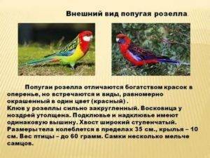 Попугай розелла