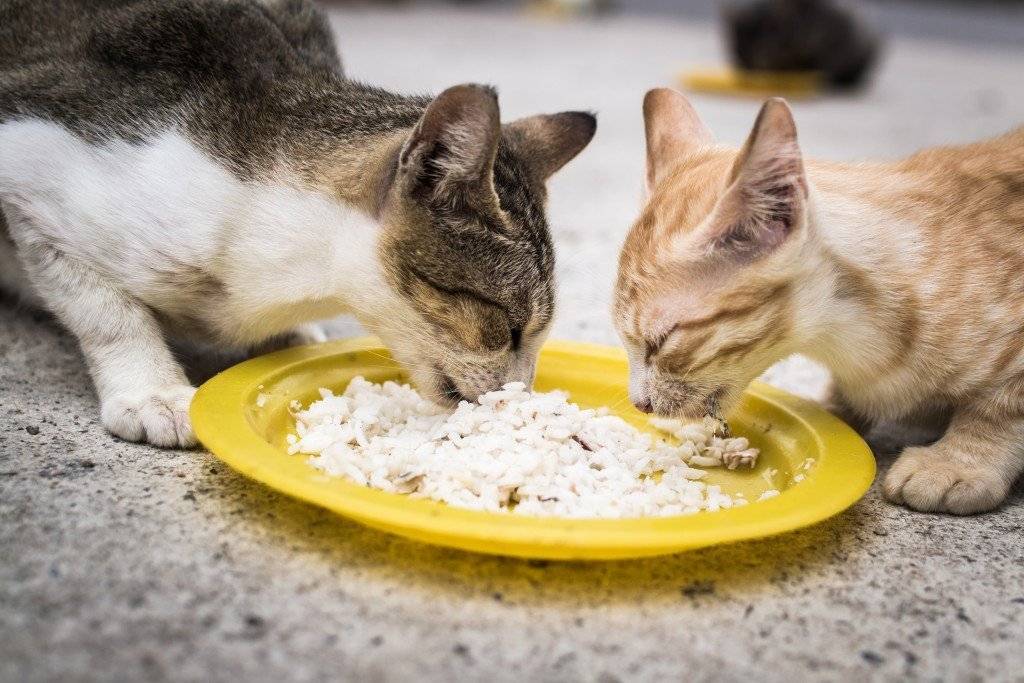 Болезни печени у кошек с симптомами и описанием лечения