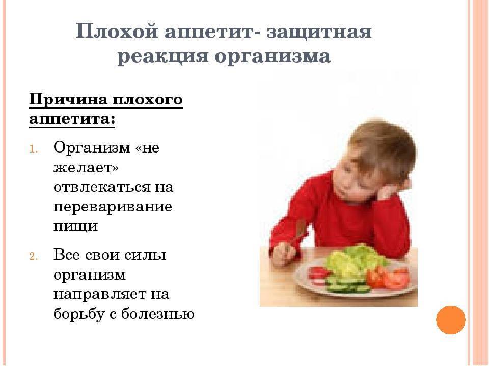 Что делать, если кошка стала плохо есть?