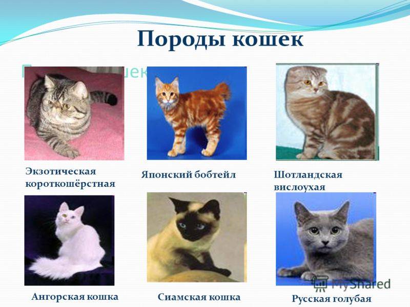 Популярные породы кошек: фото и названия  