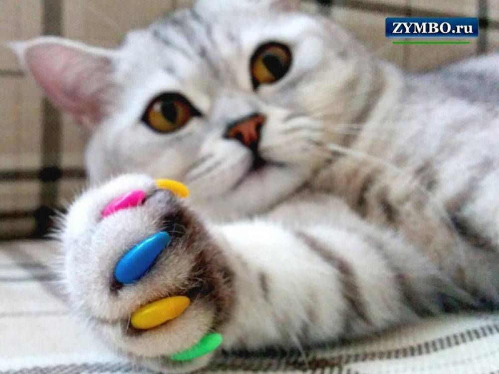 Антицарапки для кошек отзывы ветеринаров об изделиях