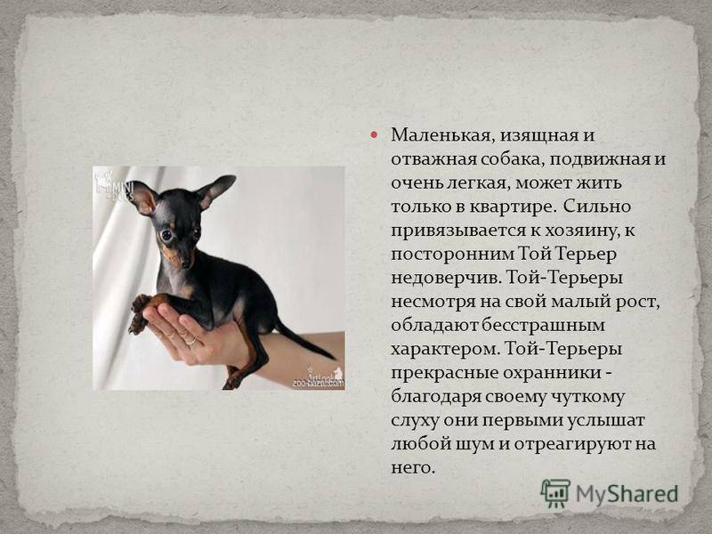 Бостонский терьер