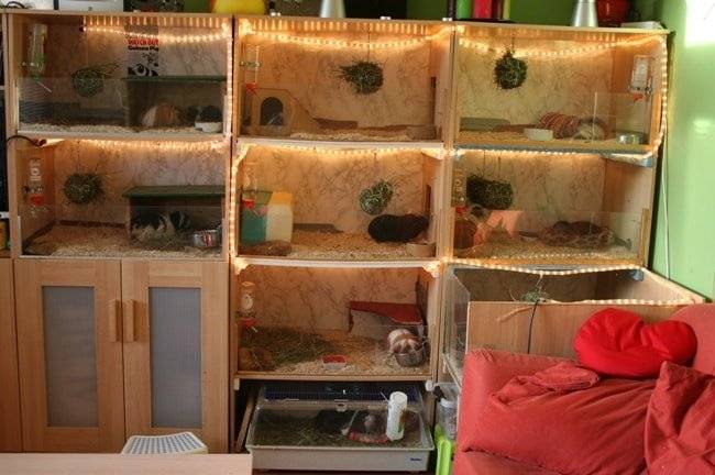 Как сделать домик для морской свинки своими руками в домашних условиях - чертежи и фото