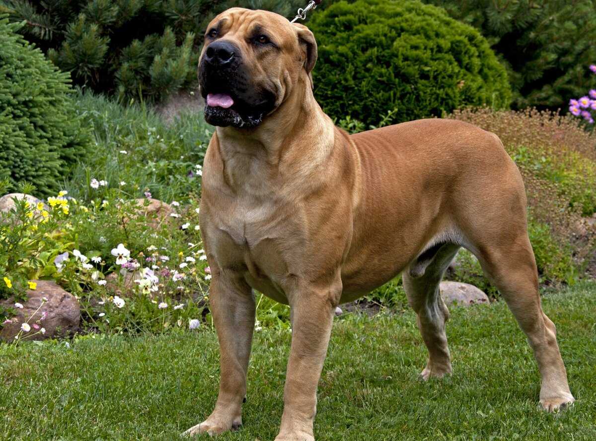 Собаки-молоссы — гиганты с добрым сердцем