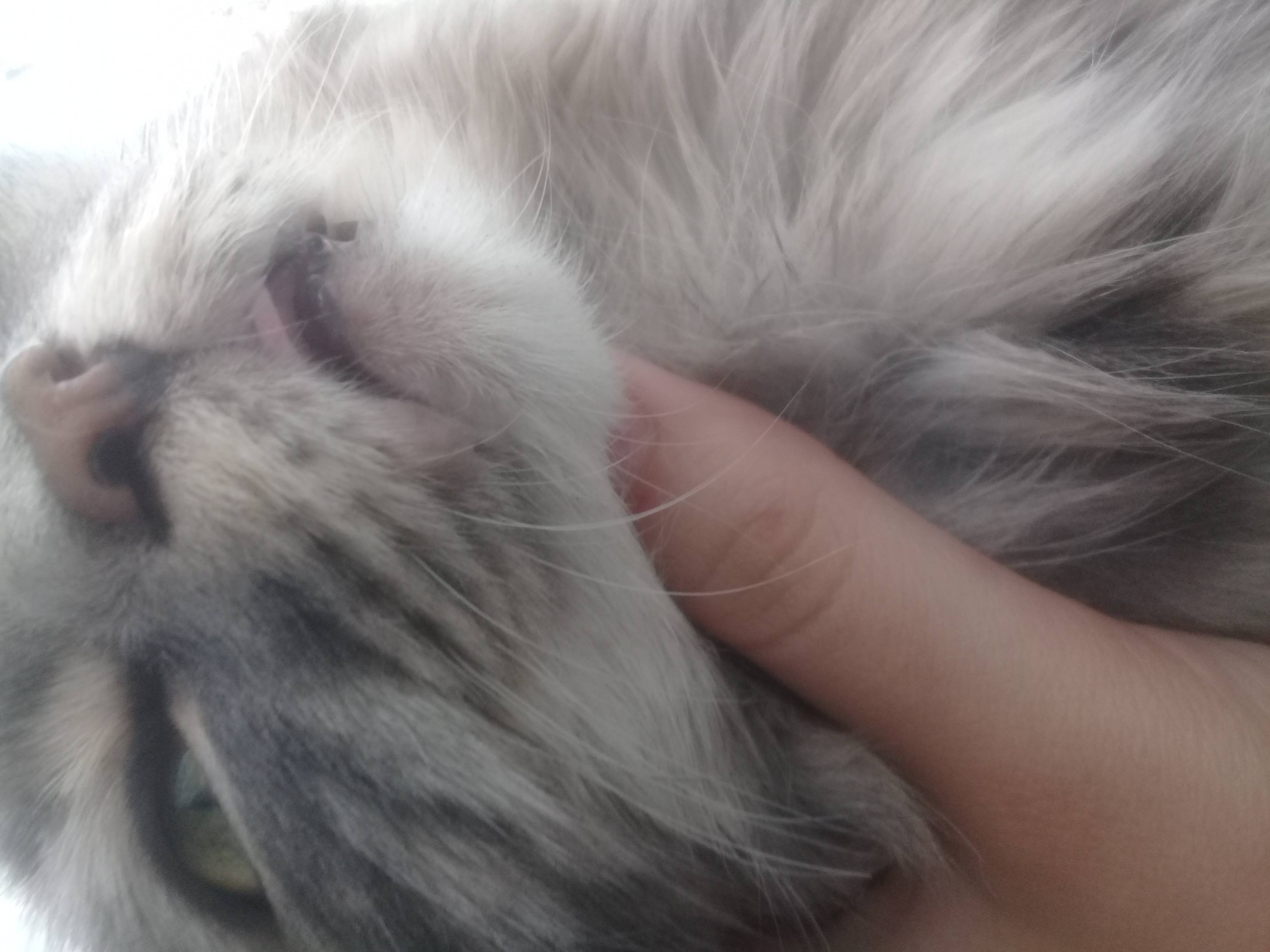 Почему моя кошка пускает слюни, когда ее гладят? - статьи