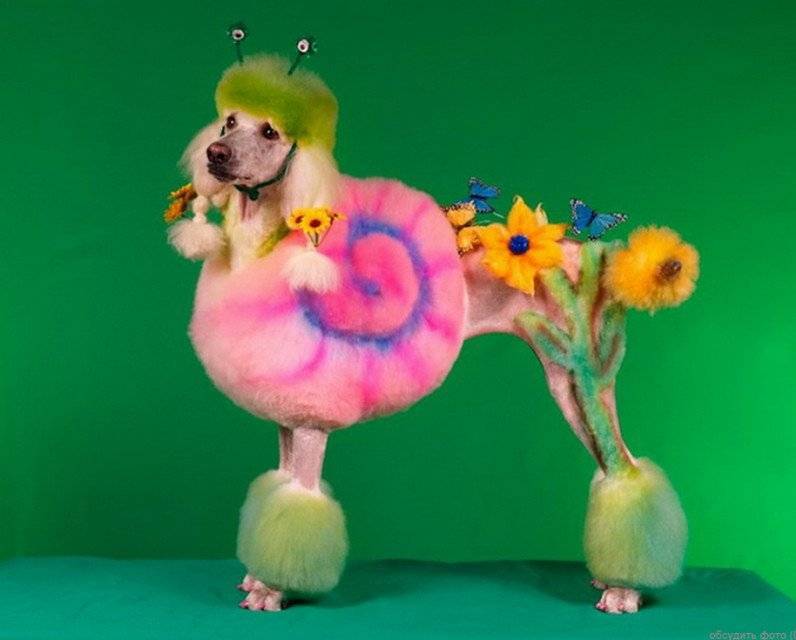 Как стричь собак: обзор самых модных стрижек 2021 года для декоративных и выставочных пород (90 фото)