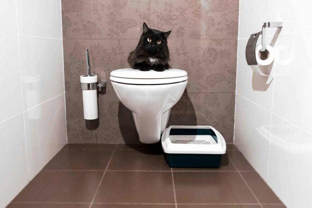 9 заблуждений хозяев о туалетных проблемах кошек