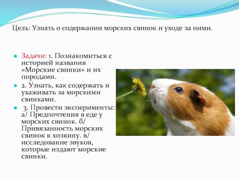ᐉ может ли морская свинка жить одна или лучше держать пару? - zoopalitra-spb.ru