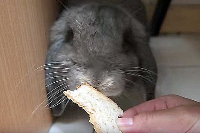 Можно ли кроликам давать свежий хлеб или сухари