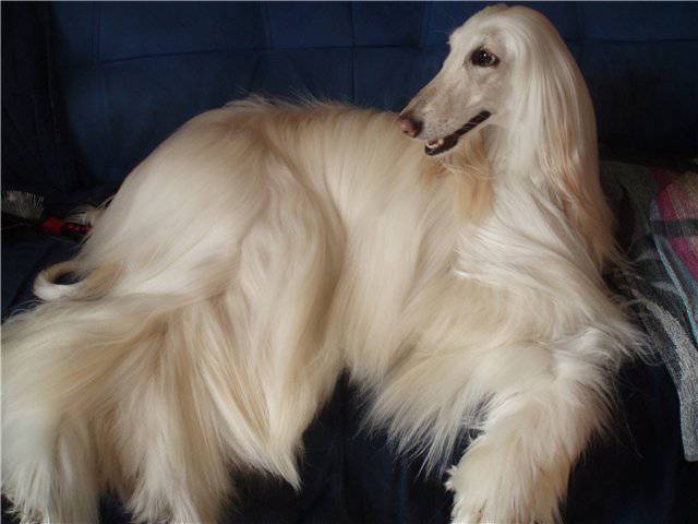 Длинношерстные собаки: породы псов с длинной шерстью с фото и названиями