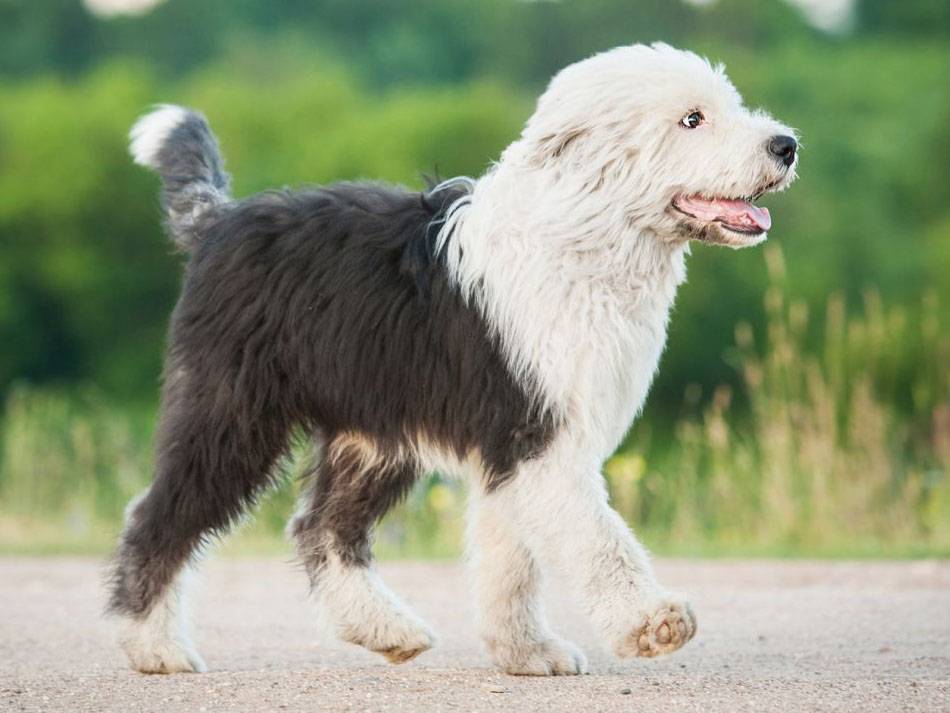 Бобтейл — описание породы и характер собаки. 105 фото и видео рекомендации по выбору щенков и уходу за собакой