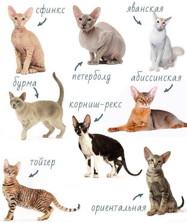 Кошки, которые не линяют: кого выбрать, если сфинксы не ваш вариант питомца.