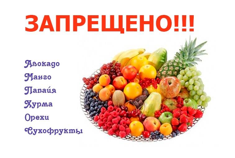 Какие овощи и фрукты можно давать волнистому попугаю: можно ли есть малину и хурму, горох и помидоры, персик и гранат, как давать тыкву и морковь