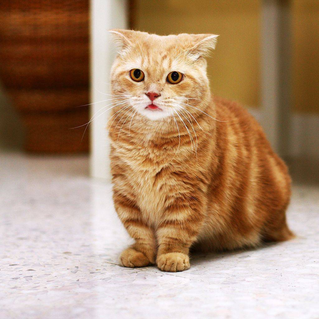 Кошки с короткими лапами. порода кошек манчкин - фото :: syl.ru