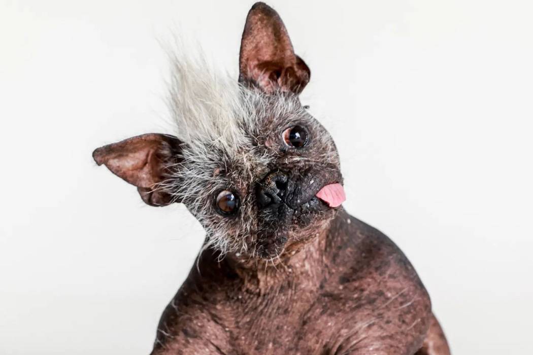 ᐉ 8 самых страшных и некрасивых пород собак в мире: описание и стоимость - kcc-zoo.ru
