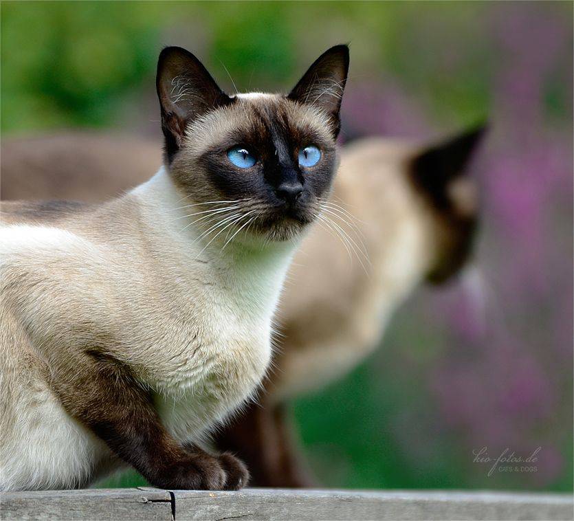 Цвет сиамских кошек